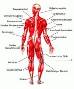 muskel_back.jpg