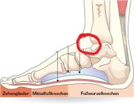 fuss-anatomie.jpg