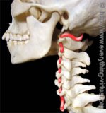 ArteriaVertebalis.jpg ArteriaVertebalis.jpg